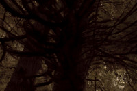 trees #13