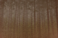 trees #14