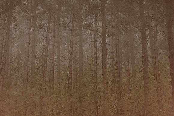 trees #14