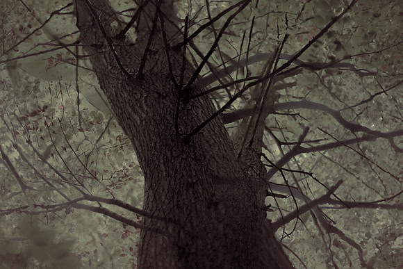 tree #7