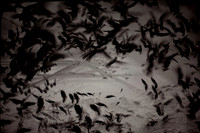 multiple exposure #9 / seagulls