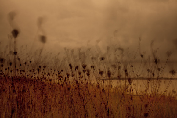 riverbank #24