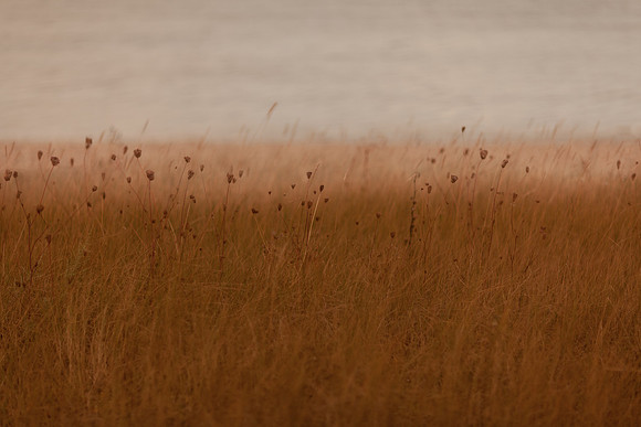 riverbank #23