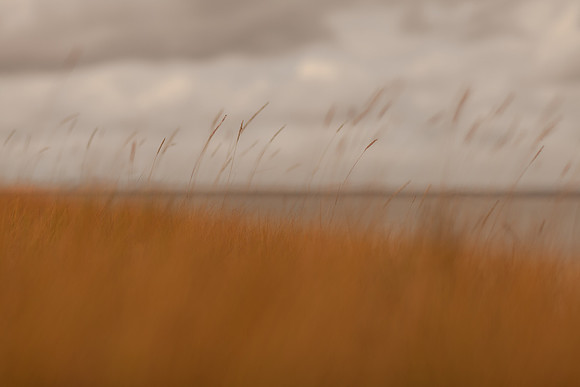 riverbank #21