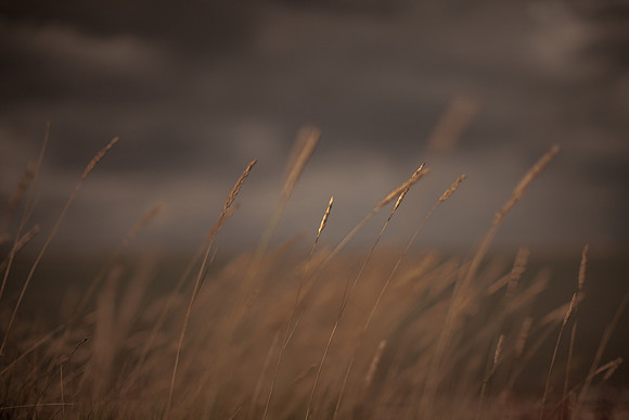 riverbank #10