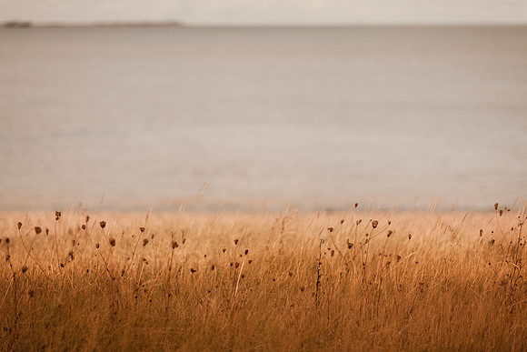 riverbank #5