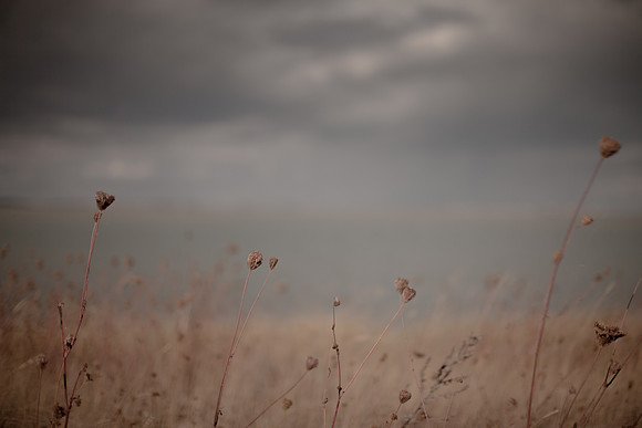riverbank #3