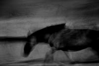 wild horses #12