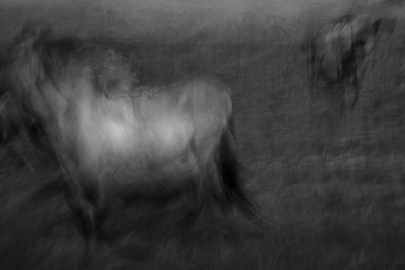 wild horse #1