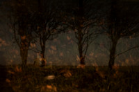 autumn #12