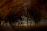 autumn #11