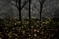 autumn #10
