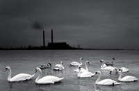 animals v1