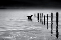 Black dog 2