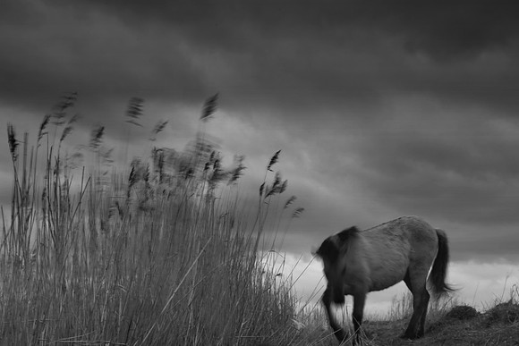 Wild horses 6