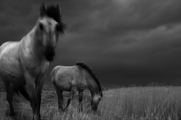 Wild horses 3