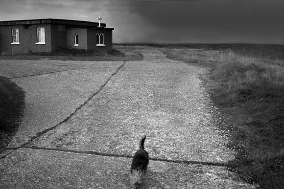 Dog leaving church