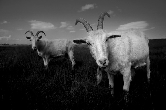 Goat 1