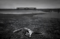 Fox and train
