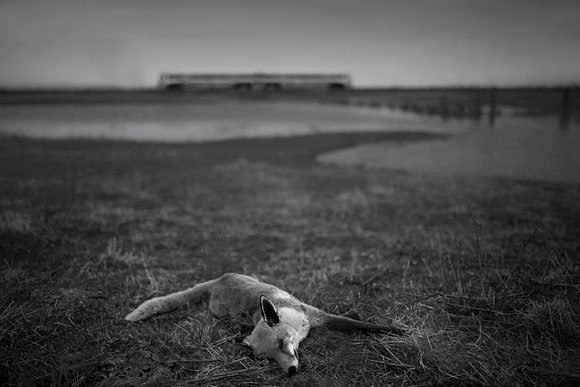 Fox and train