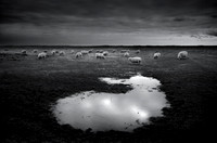 Sheep 2