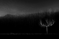 Tree at night