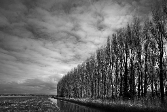 Trees