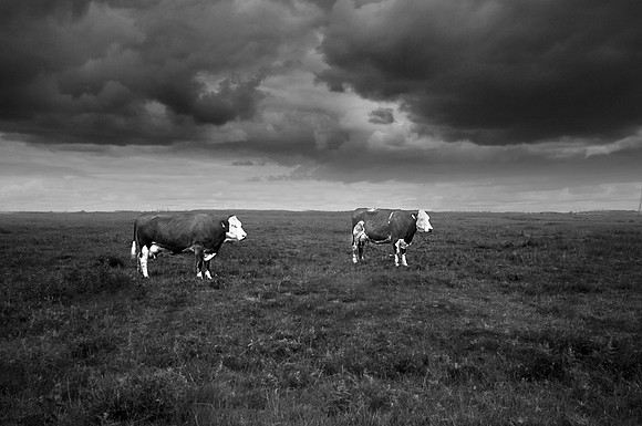 Cows in the rain