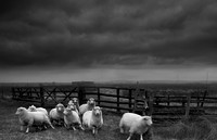 Sheep in the rain