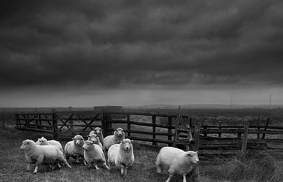 Sheep in the rain
