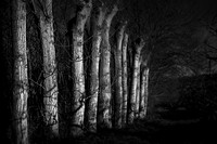 Orchard 2