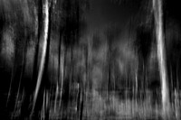 Into the woods 2