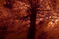 trees 20 #218
