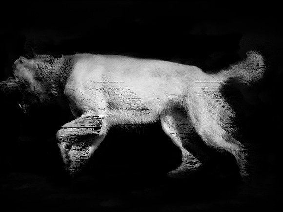 frame077_dog #142-3-2