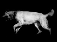 frame021_dog #142-3-2