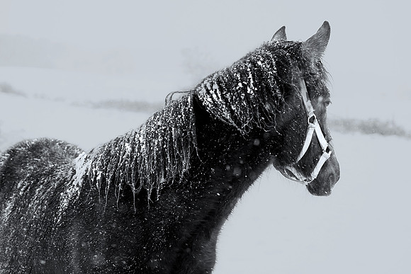 Snow 2