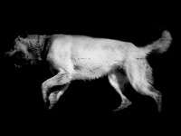 frame030_dog #142-3-2