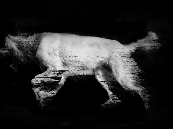 frame107_dog #142-3-2