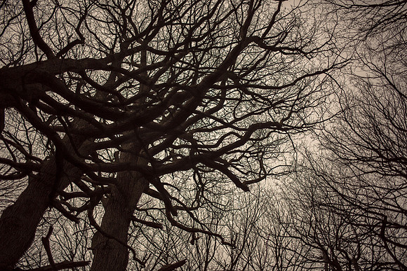forest #38