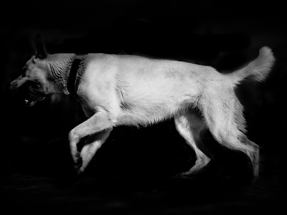 frame001_dog #142-3-2