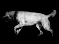 frame011_dog #142-3-2