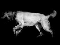 frame043_dog #142-3-2