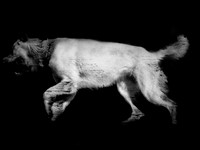 frame051_dog #142-3-2