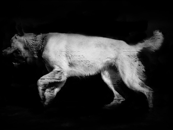 frame051_dog #142-3-2