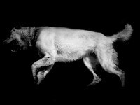frame035_dog #142-3-2