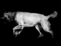 frame064_dog #142-3-2
