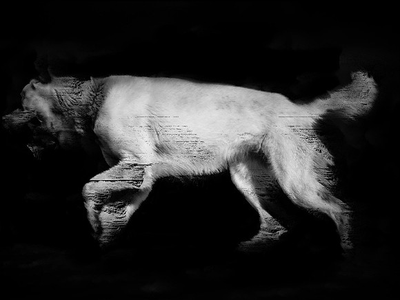 frame065_dog #142-3-2