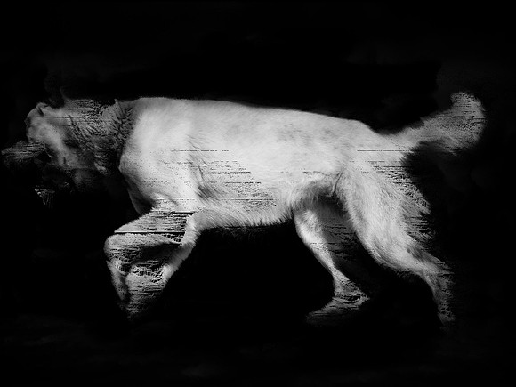 frame071_dog #142-3-2