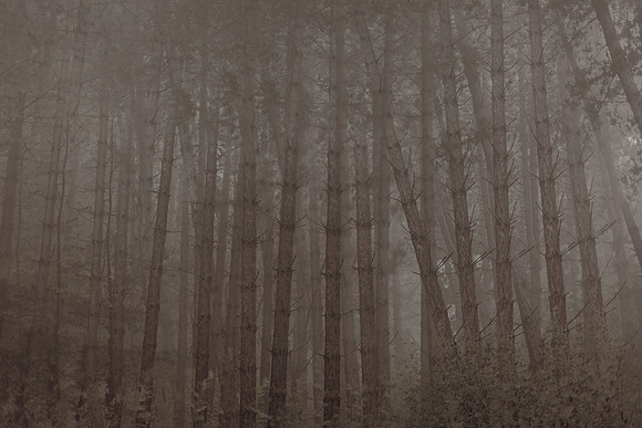 trees #136