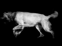 frame070_dog #142-3-2